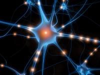 neurona